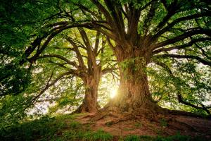 sun tree poem Bookosmia