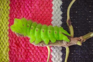 moth caterpillar bookosmia