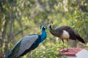 'Peacocks' a poem & cool facts by Ayraa, Mumbai