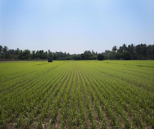My Field Trip To A Farm | Essay By Neha S, 9, Chennai