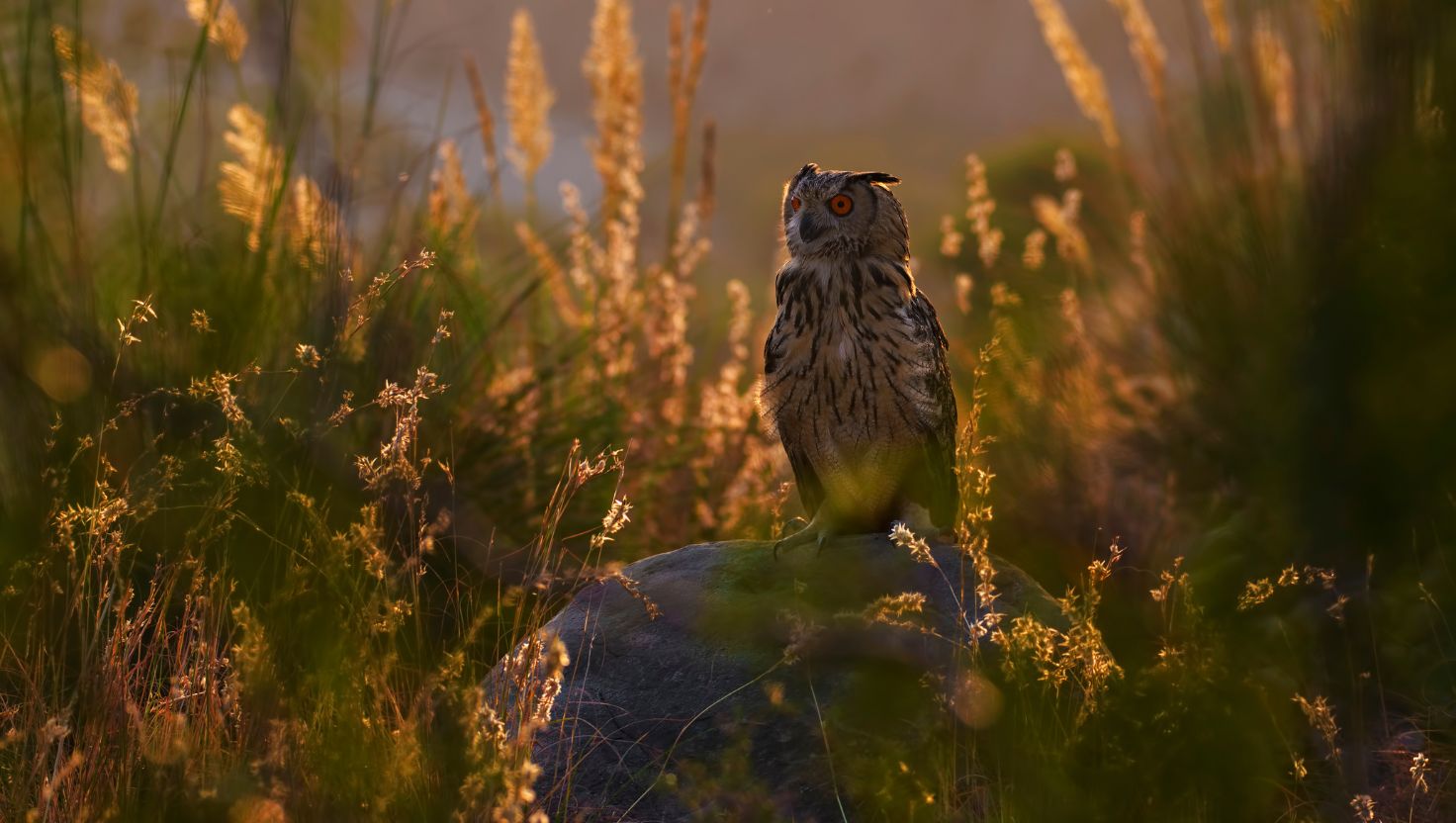 Don't worry,Mr. Owl| By Himika,6,Delhi+ Cool facts