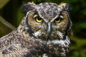 'Forest Eagle Owl' Write up by 7 year old Keshav Lodha ,Navi Mumbai and some fun facts
