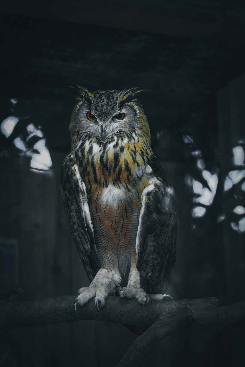 Forest eagle owl pexel