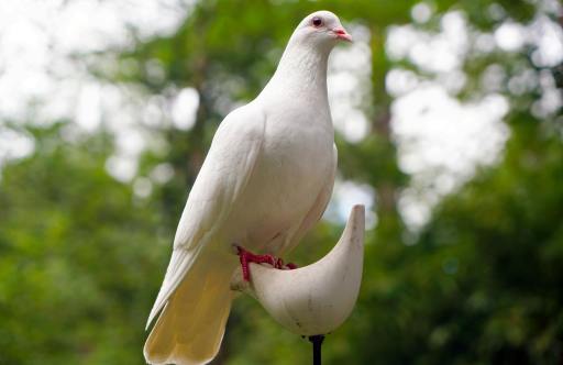 'A little love, to cure the dove,' Essay by Kavishwar K. V