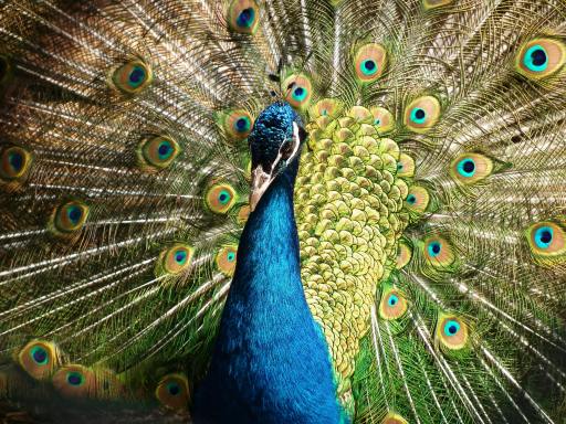 'A little love, to cure the dove,' Essay by Kavishwar K. V