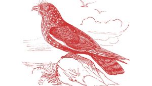 The unique Oilbirds of South America| Epistolary by Devaanshi,Kolkata+ Cool facts