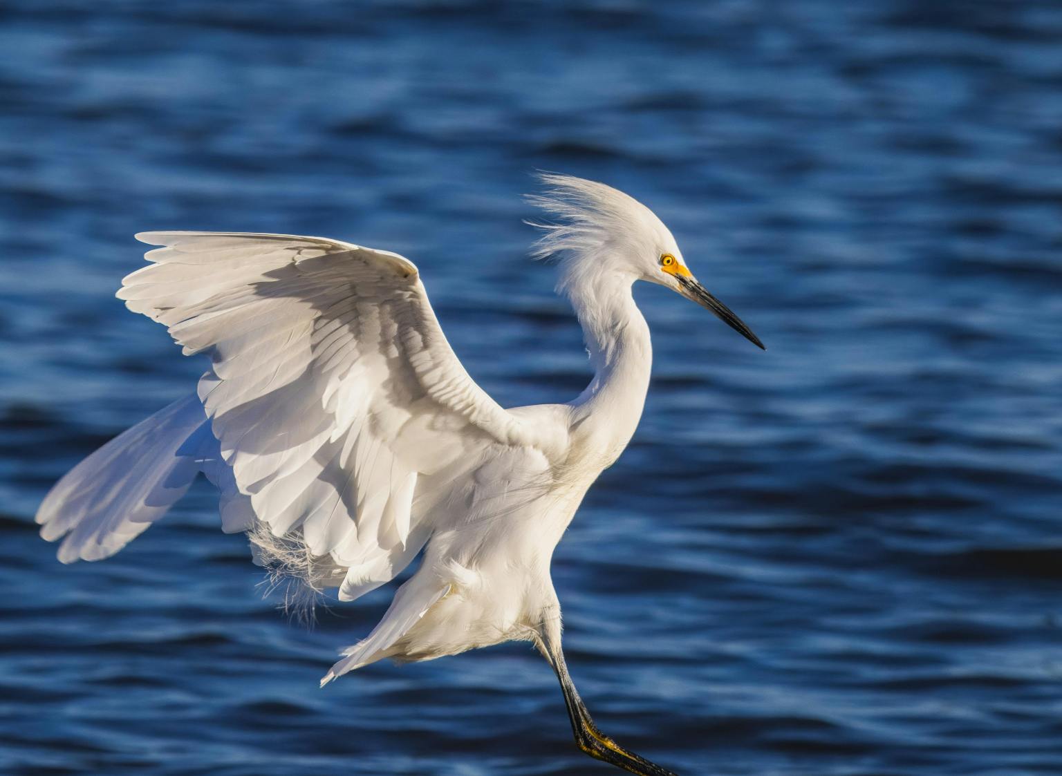 Exciting Egret | Epistolary By Atreyo,9, Kolkata+ Cool facts
