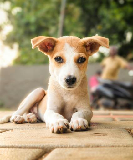 'Pet Love' Story by Anayshaa, 7, Ahmedabad