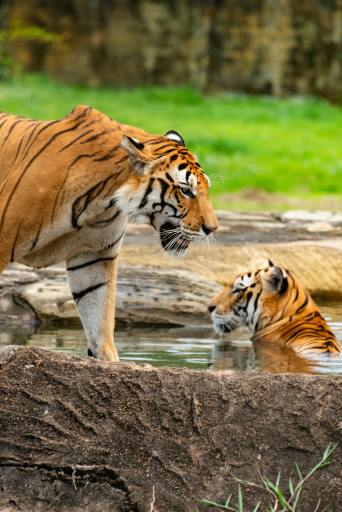 'The Forests of Kanha' Place Review by Ritwik,15, Nagpur