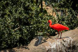 Scarlet Ibis| Epistolary + Cool Facts by Aanya,13, Kolkata