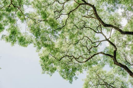'Saving The Talking Tree' Story by P.V.Keerthi, 9, Chennai