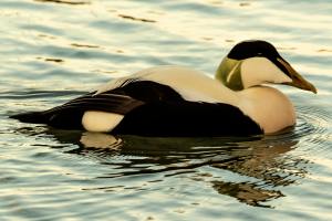 Spectacular Spectacled Eiders+Cool Facts| By Laksha,12,Kolkata+ Cool Facts