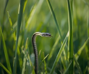 A Funny Incident In My Life | Story | Story By Atreyi, 12, Kolkata