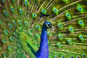 The Lure Of The Extraordinary Peacock | Bookosmia