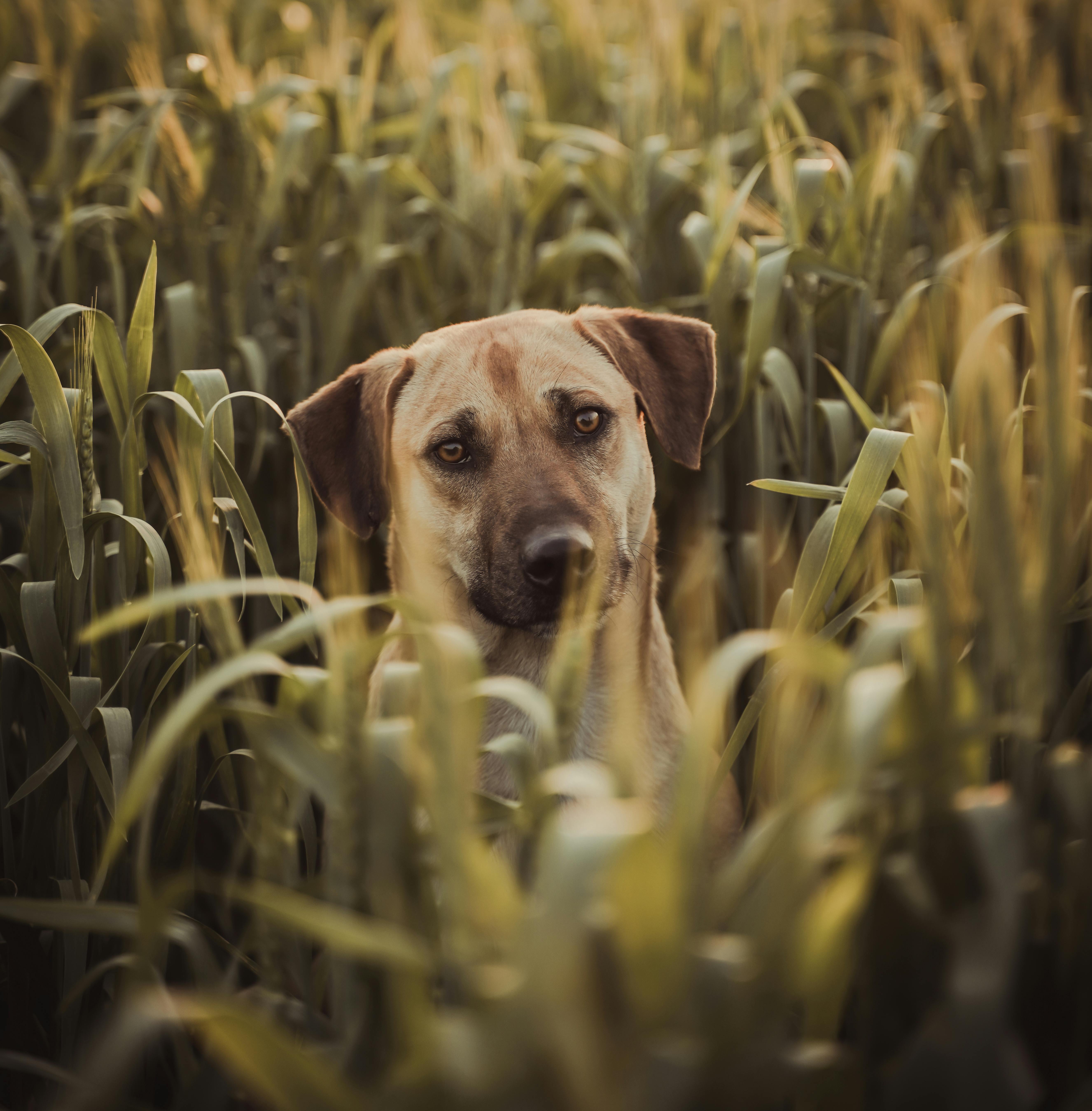 Adopt, Don’t Shop - A Pet Puppy Makes The Perfect Birthday Gift | Bookosmia