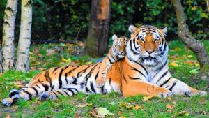 Save Tigers – Teach Kids About Tigers, Not Angels pexels