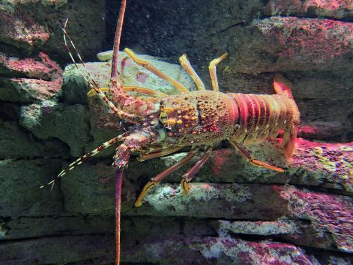 Best Dinner Surprise - The Tale Of The Lobster And The Worm | Poem By Saanvi , 13, Delhi