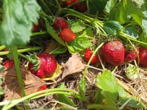 Weekend getaway - Visiting a strawberry farm 