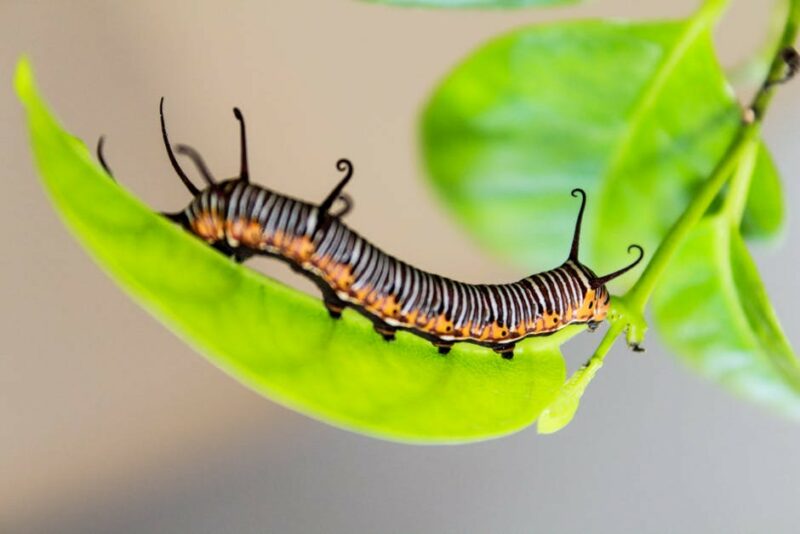 Elfchen poems - Caterpillar to butterfly