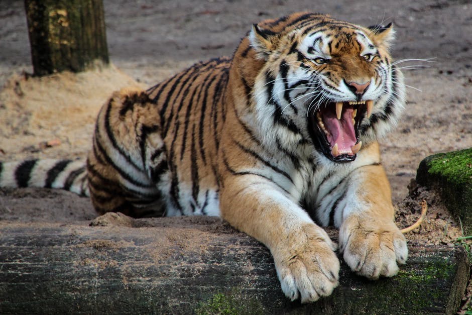 Tiger Sanctuary - Funny Tales From Wildlife