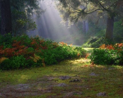 Plants- Our heart and soul