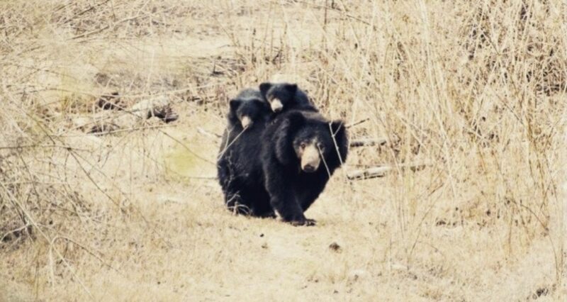 Meeting a tiger and sloth bear at Kabini Safari