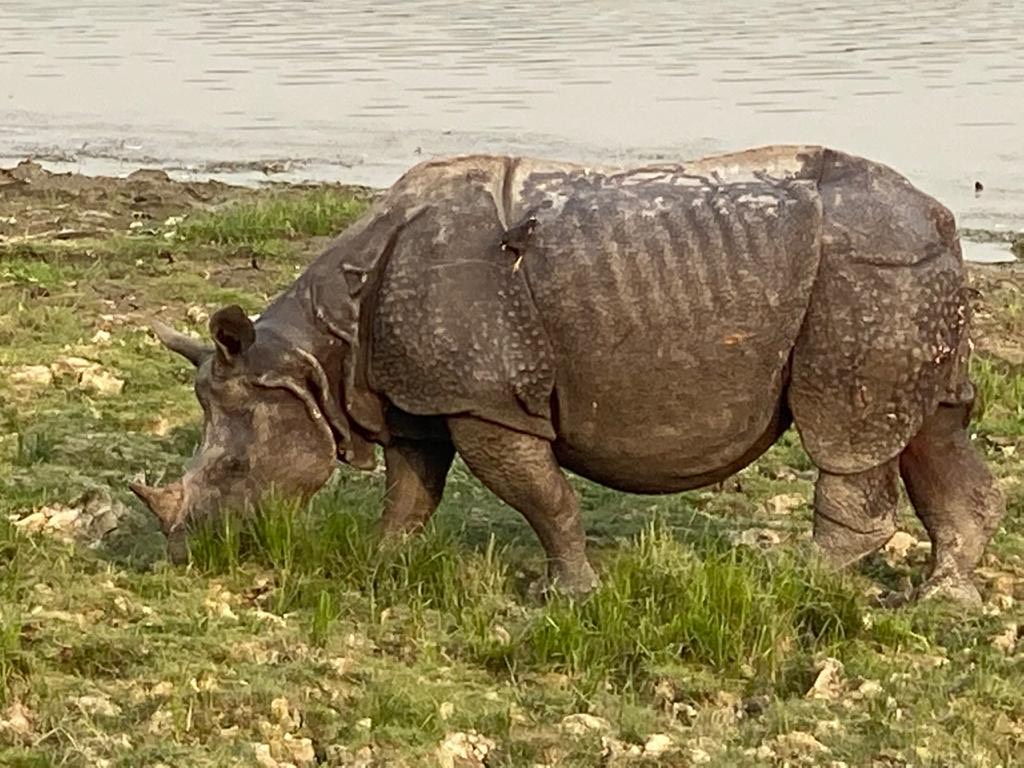 Rhino spotting in Assam