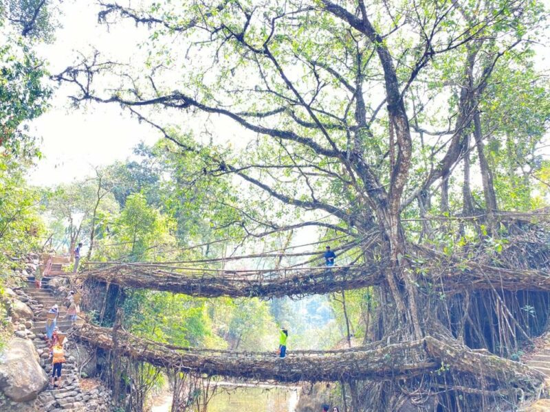 hanging roots cherrapunji