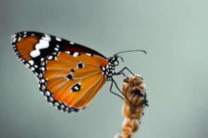 The journey - From caterpillar to butterfly