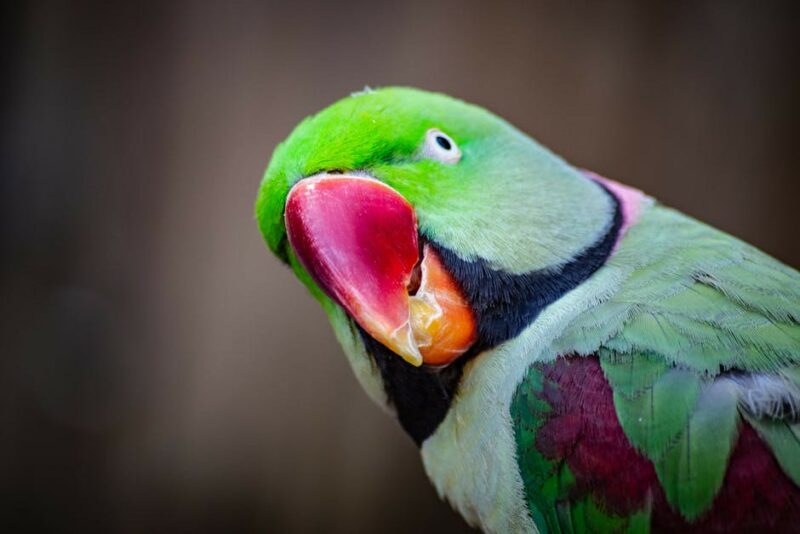 World parrot day - Why I love parrots