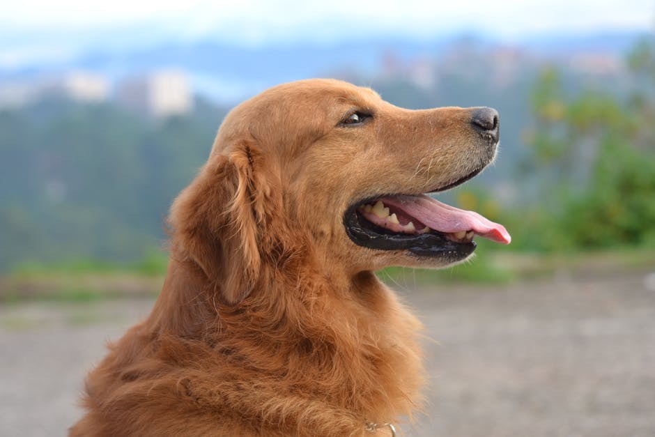 Golden Retrievers - All about this friendly dog breed
