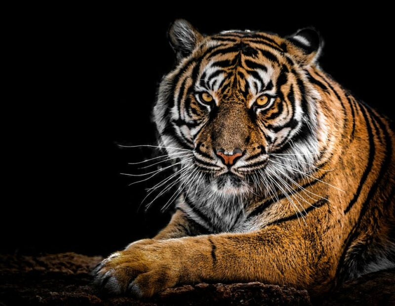 Save tigers - The time to act is now
