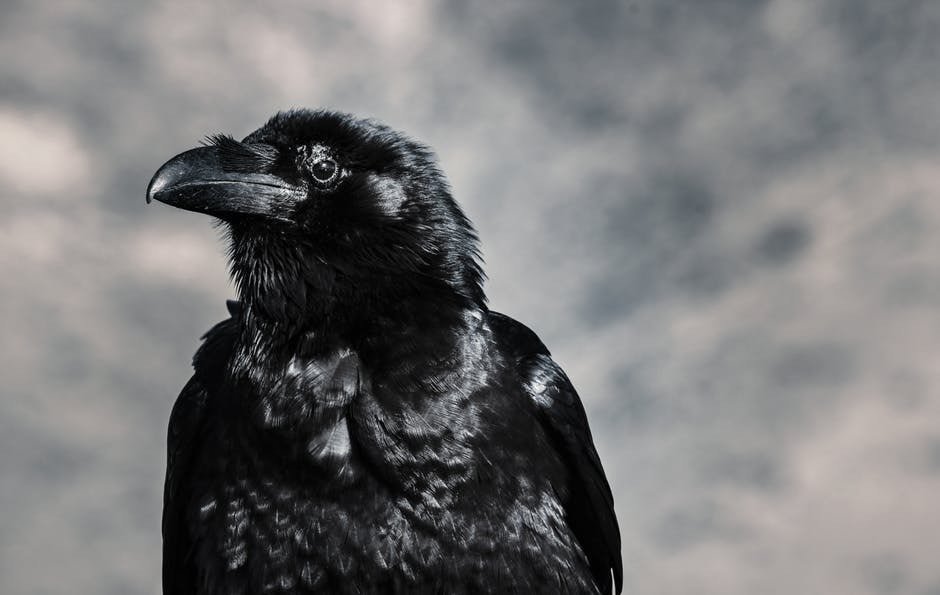 crow story folktale