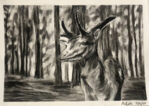 Deer Shading Art with Sara by Aditi UK Bookosmia
