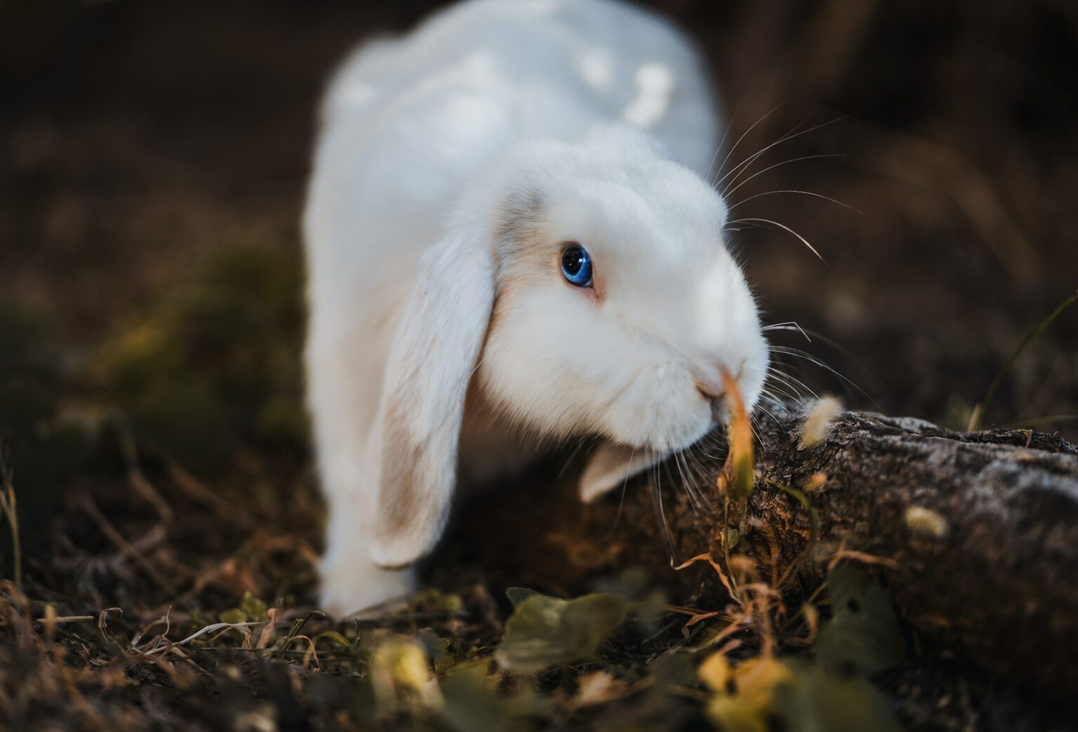 Pet Rabbit story for kids by kids with Sara Bookosmia