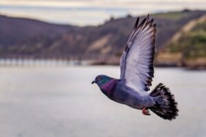 pigeon facts nature with Sara Bookosmia