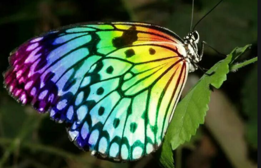 Nature with Sara rainbow butterfly Bookosmia