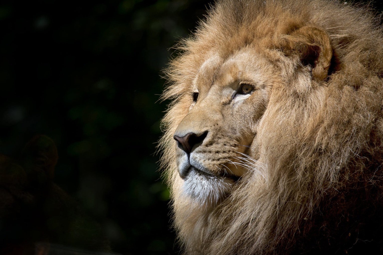 lion king of the jungle poem bookosmia