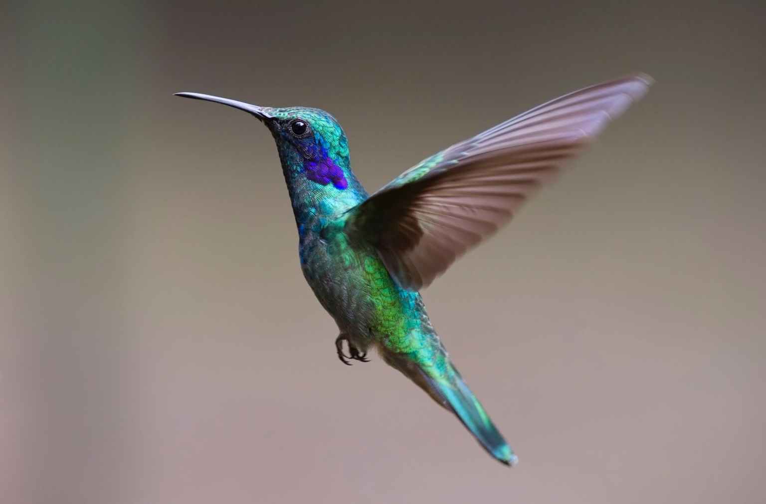 pexels hummingbird