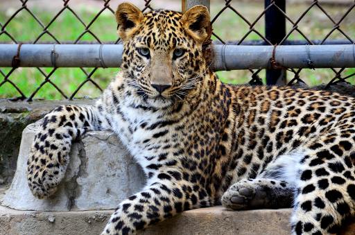 cheetah zoo blog bookosmia