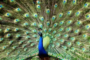 Why is the Peacock our National Bird? Blog by Saatvika,7, Kolkata