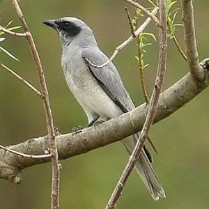 Black faced cuckoo shrike bird
