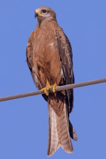 Black common pariah Kite bird