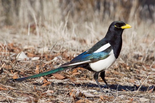 Yellow billed magpie bird