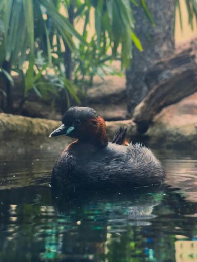 Little grebe bird