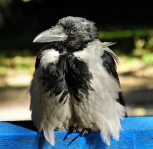 HUSH LITTLE BIRDIE_Rudrangshi Saha_14_Navi Mumbai