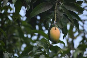 My Favourite Mango Tree I Poem By Swara Ghosh, 6, Kolkata
