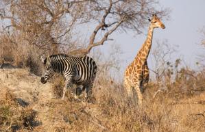 If Animals Played Human Games I Story By Jhanvi, 12, Mumbai