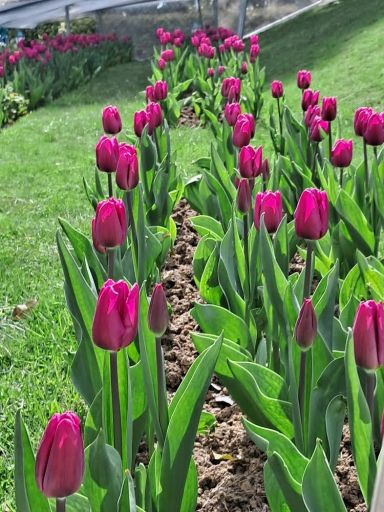 Shimla Diaries: A Memorable Family Trip I Blog By Saiaansh, 9, Chandigarh 3