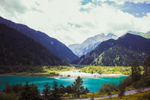 Lily, The Tree Guardian I Story By Aksaay, 13, Siliguri